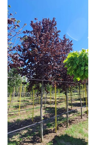 Вишня віргінська Шуберт   ком/вис.400-480см/Ø100-140см/ШТАМБ 150-190см/обхват 14-16см